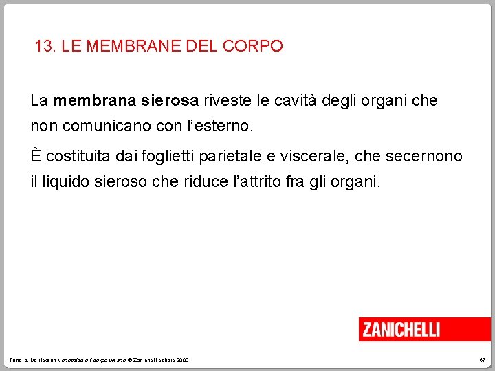 13. LE MEMBRANE DEL CORPO La membrana sierosa riveste le cavità degli organi che