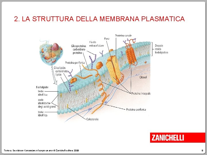2. LA STRUTTURA DELLA MEMBRANA PLASMATICA Tortora, Derrickson Conosciamo il corpo umano © Zanichelli