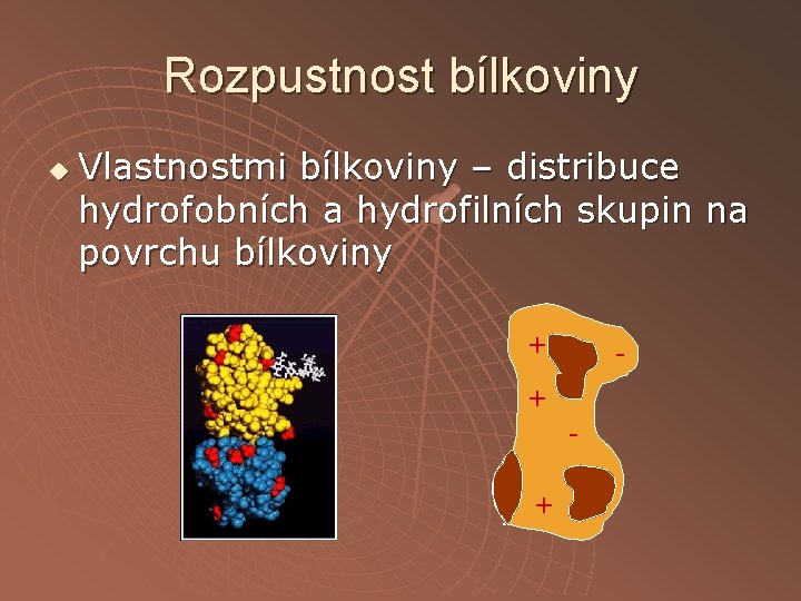 Rozpustnost bílkoviny u Vlastnostmi bílkoviny – distribuce hydrofobních a hydrofilních skupin na povrchu bílkoviny