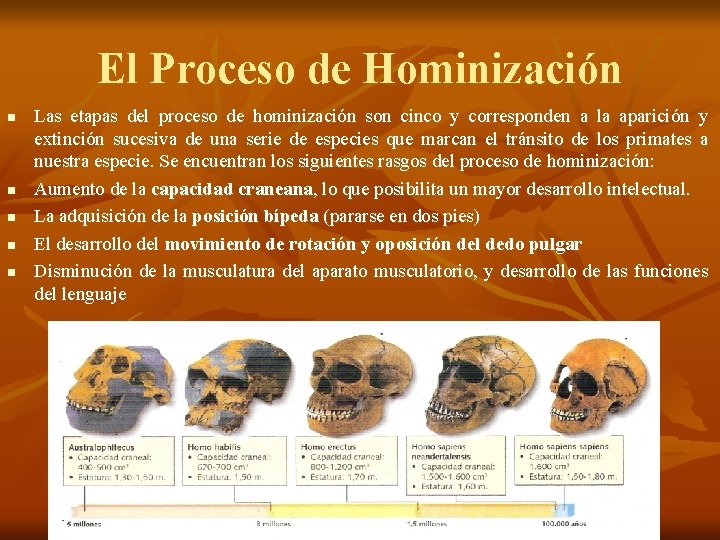 El Proceso de Hominización n n Las etapas del proceso de hominización son cinco