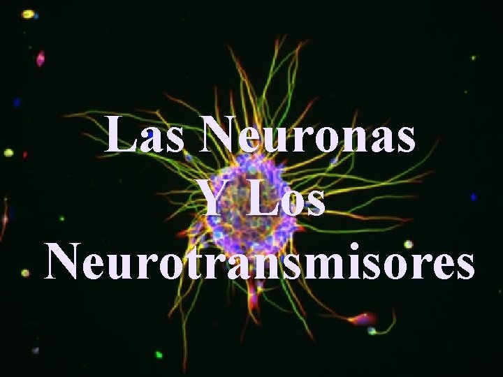 Las Neuronas Y Los Neurotransmisores 