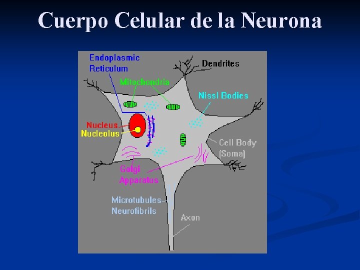 Cuerpo Celular de la Neurona 