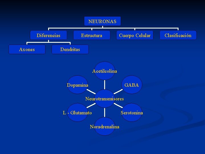 NEURONAS Diferencias Axones Estructura Cuerpo Celular Dendritas Acetilcolina Dopamina GABA Neurotransmisores L - Glutamato