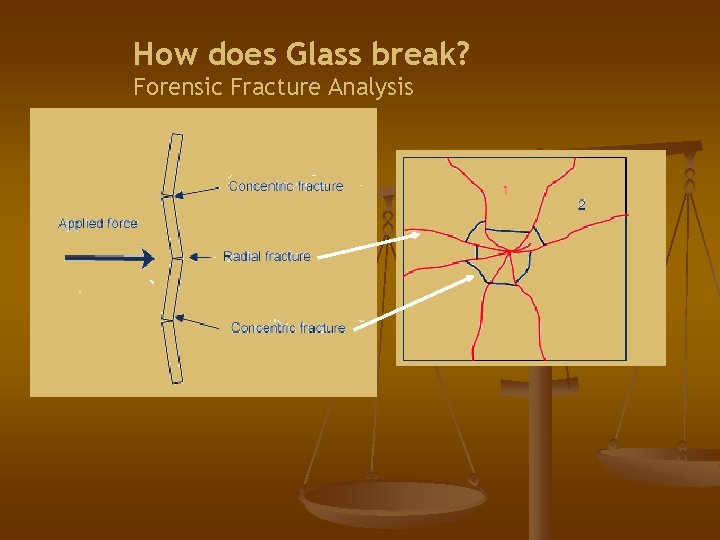 How does Glass break? Forensic Fracture Analysis 