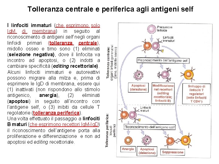 Tolleranza centrale e periferica agli antigeni self I linfociti immaturi (che esprimono solo Ig.