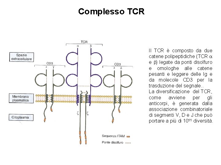 Complesso TCR Il TCR è composto da due catene polipeptidiche (TCR e ) legate