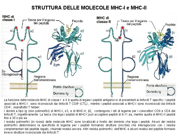 STRUTTURA DELLE MOLECOLE MHC-I e MHC-II La funzione delle molecole MHC di classe I