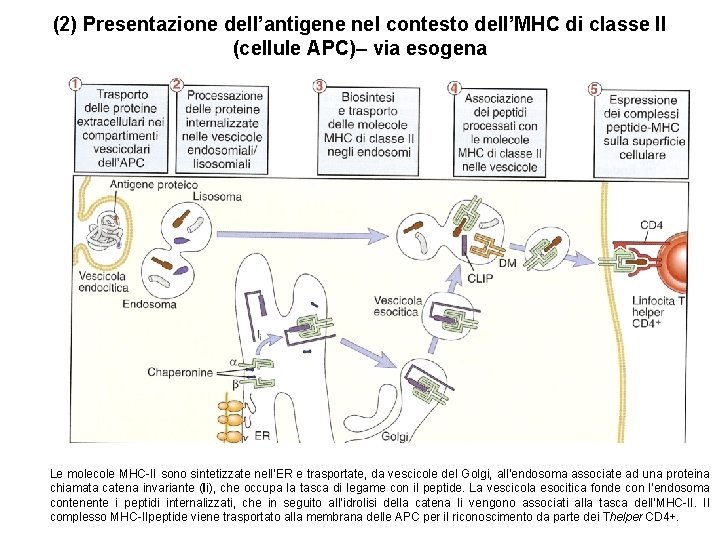 (2) Presentazione dell’antigene nel contesto dell’MHC di classe II (cellule APC)– via esogena Le