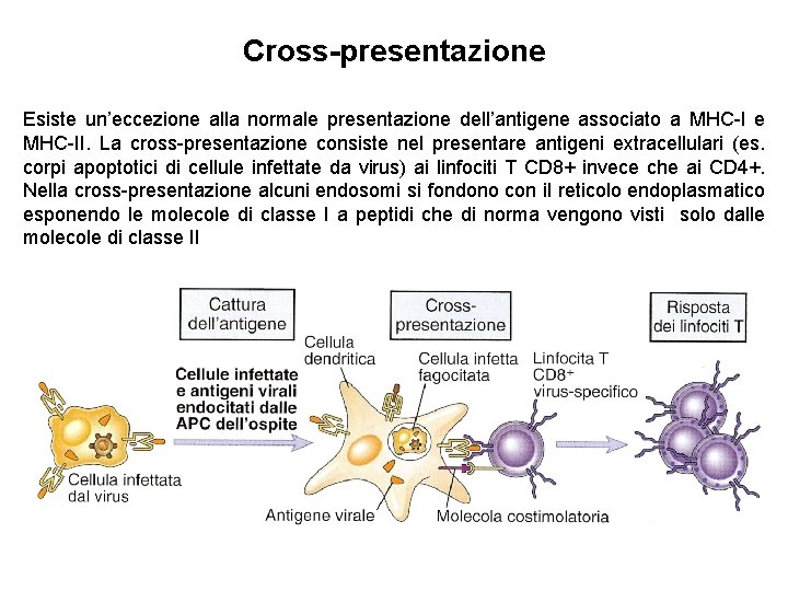 Cross-presentazione Esiste un’eccezione alla normale presentazione dell’antigene associato a MHC-I e MHC-II. La cross-presentazione