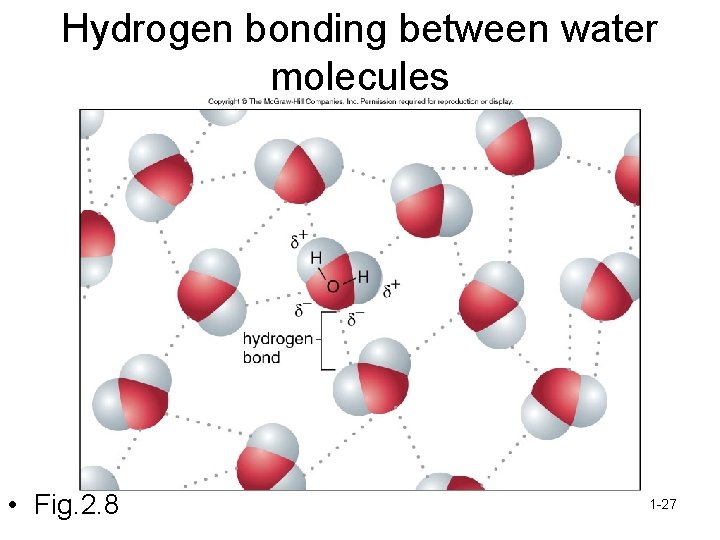 Hydrogen bonding between water molecules • Fig. 2. 8 1 -27 