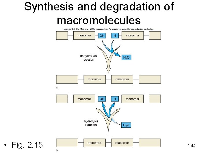 Synthesis and degradation of macromolecules • Fig. 2. 15 1 -44 