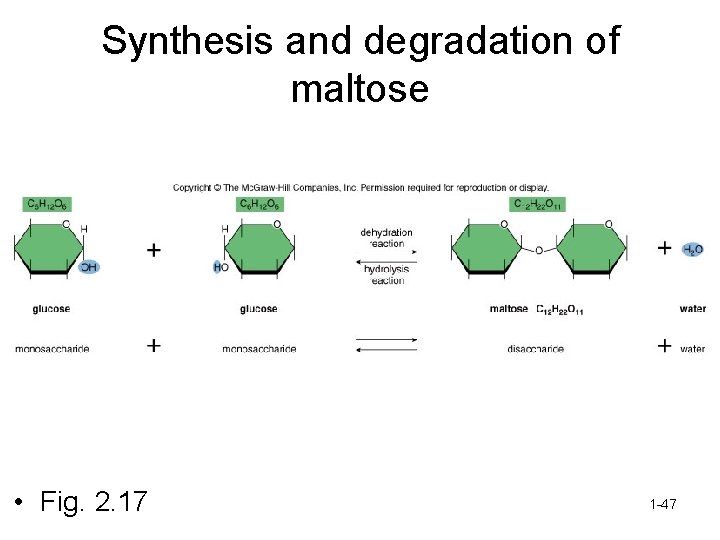 Synthesis and degradation of maltose • Fig. 2. 17 1 -47 