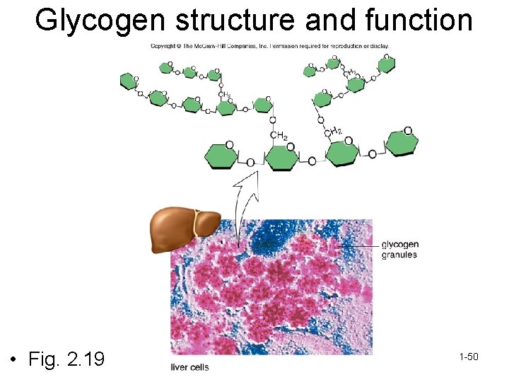 Glycogen structure and function • Fig. 2. 19 1 -50 