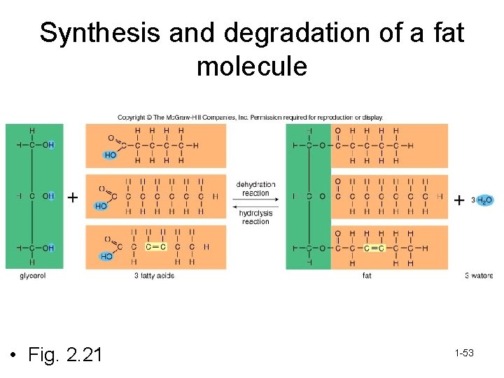 Synthesis and degradation of a fat molecule • Fig. 2. 21 1 -53 