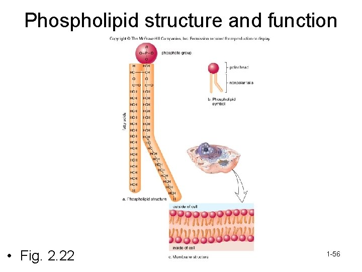 Phospholipid structure and function • Fig. 2. 22 1 -56 