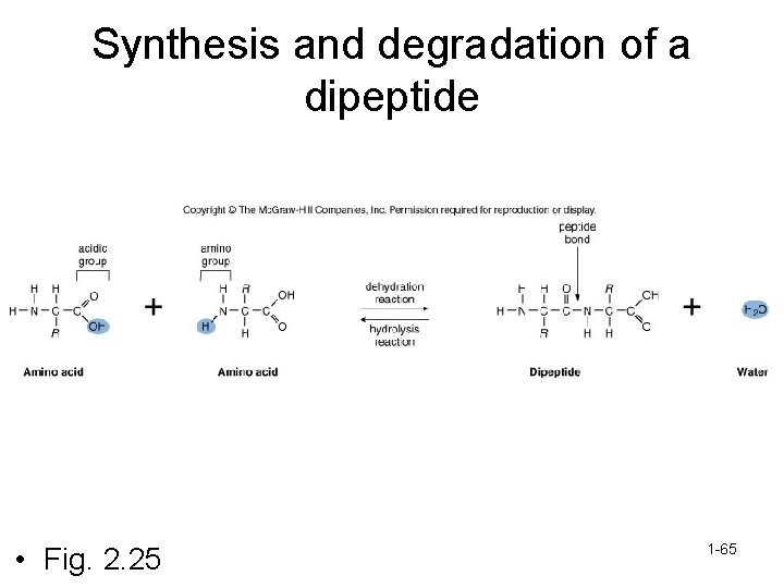 Synthesis and degradation of a dipeptide • Fig. 2. 25 1 -65 