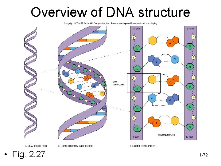 Overview of DNA structure • Fig. 2. 27 1 -72 