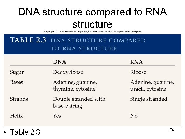 DNA structure compared to RNA structure • Table 2. 3 1 -74 