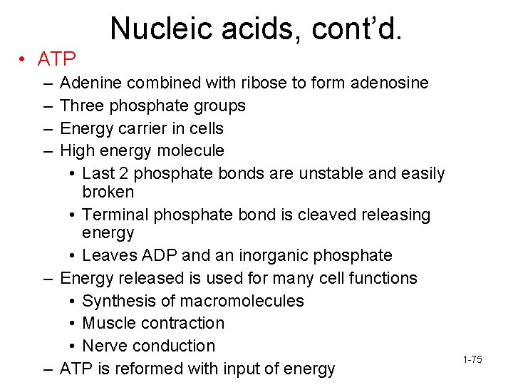 Nucleic acids, cont’d. • ATP – – Adenine combined with ribose to form adenosine