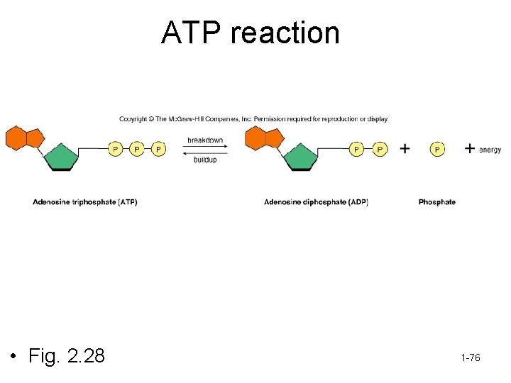 ATP reaction • Fig. 2. 28 1 -76 
