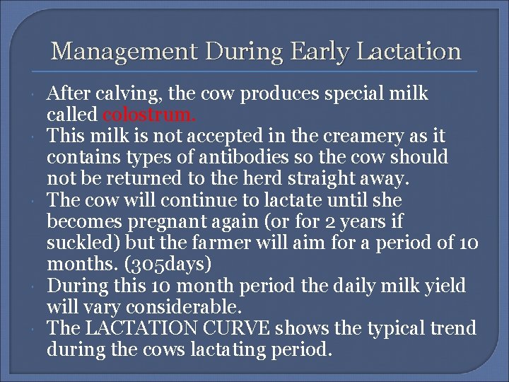 Management During Early Lactation After calving, the cow produces special milk called colostrum. This