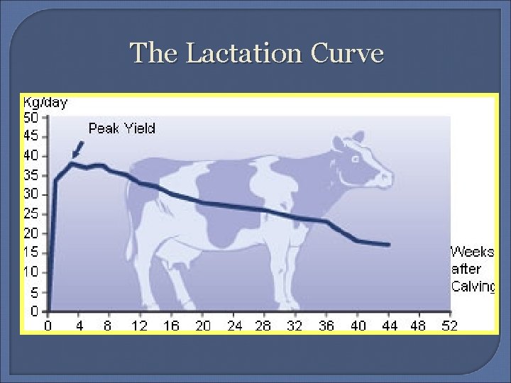 The Lactation Curve 