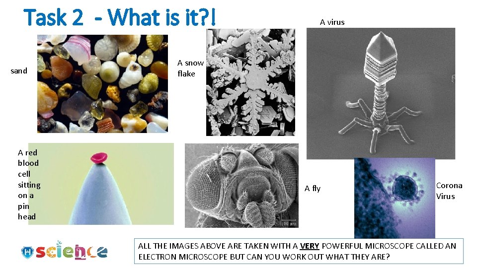 Task 2 - What is it? ! sand A red blood cell sitting on