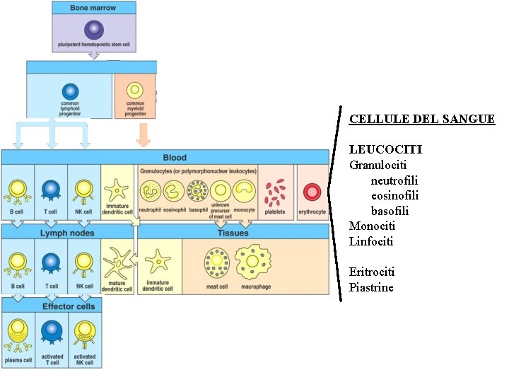 CELLULE DEL SANGUE LEUCOCITI Granulociti neutrofili eosinofili basofili Monociti Linfociti Eritrociti Piastrine 