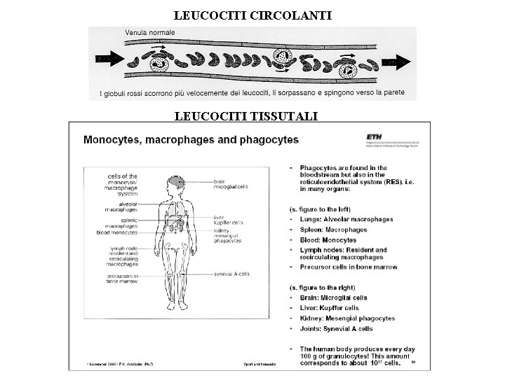 LEUCOCITI CIRCOLANTI LEUCOCITI TISSUTALI 