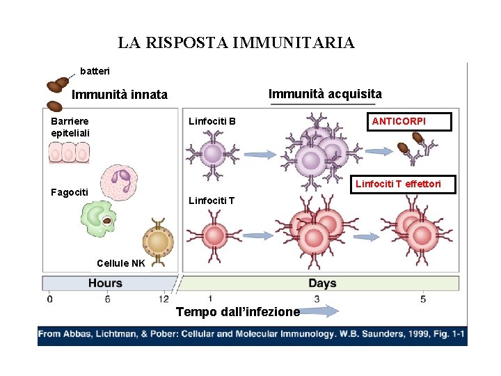 LA RISPOSTA IMMUNITARIA batteri Immunità acquisita Immunità innata Barriere epiteliali Linfociti B ANTICORPI Linfociti