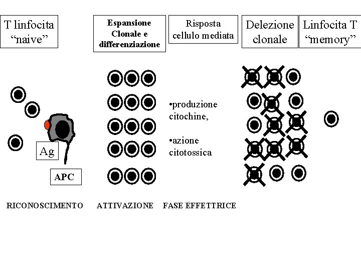 T linfocita “naive” Espansione Clonale e differenziazione Risposta cellulo mediata • produzione citochine, •