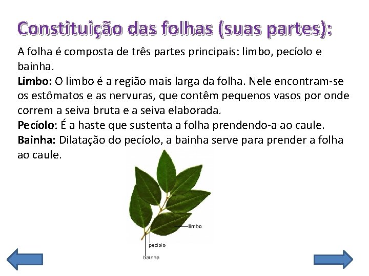 Constituição das folhas (suas partes): A folha é composta de três partes principais: limbo,