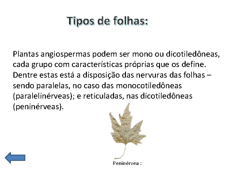  Tipos de folhas: Plantas angiospermas podem ser mono ou dicotiledôneas, cada grupo com