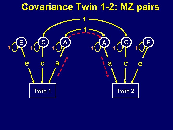 Covariance Twin 1 -2: MZ pairs 1 1 1 C E 1 1 e