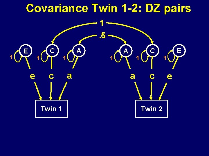 Covariance Twin 1 -2: DZ pairs 1. 5 1 C E 1 1 e