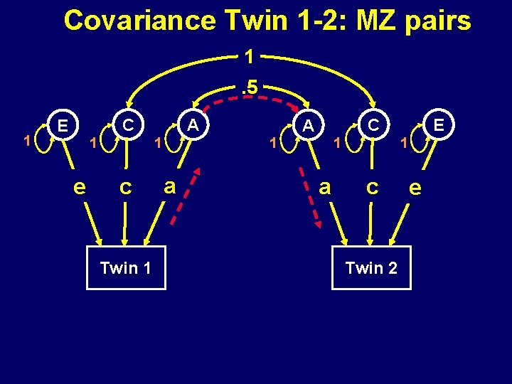 Covariance Twin 1 -2: MZ pairs 1. 5 1 C E 1 1 e