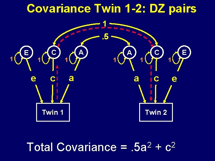 Covariance Twin 1 -2: DZ pairs 1. 5 1 C E 1 1 e
