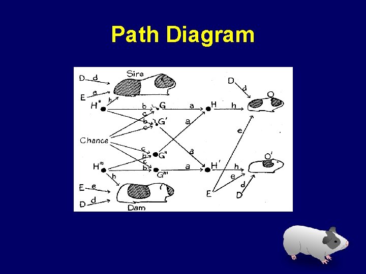 Path Diagram 