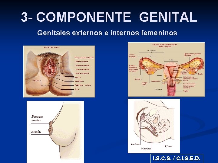 3 - COMPONENTE GENITAL Genitales externos e internos femeninos I. S. C. S. /
