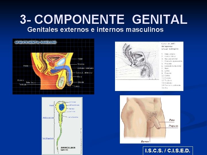 3 - COMPONENTE GENITAL Genitales externos e internos masculinos I. S. C. S. /