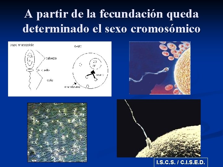A partir de la fecundación queda determinado el sexo cromosómico I. S. C. S.