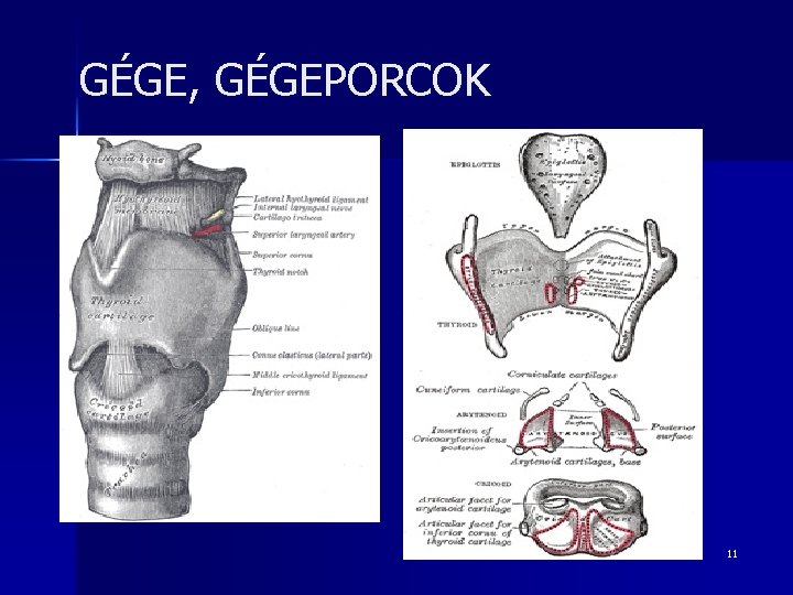 GÉGE, GÉGEPORCOK 11 