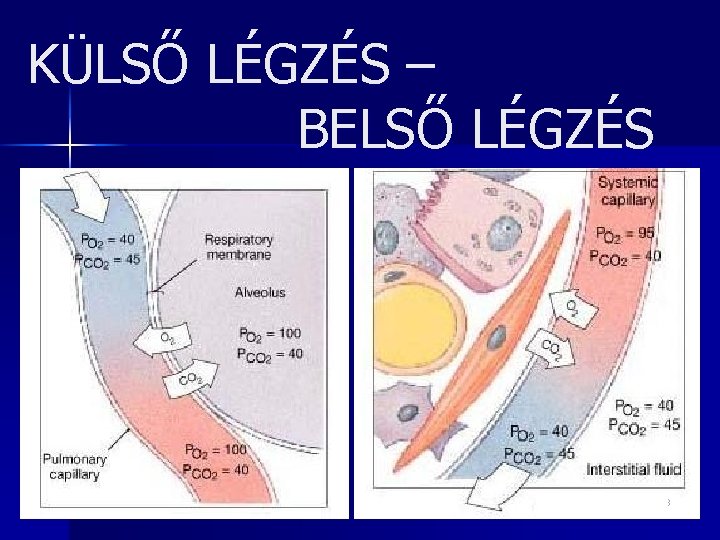 KÜLSŐ LÉGZÉS – BELSŐ LÉGZÉS 3 