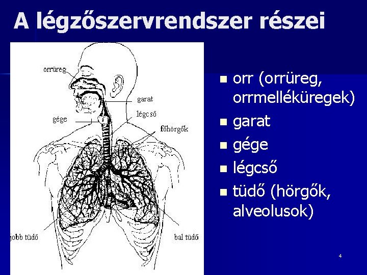 A légzőszervrendszer részei orr (orrüreg, orrmelléküregek) n garat n gége n légcső n tüdő