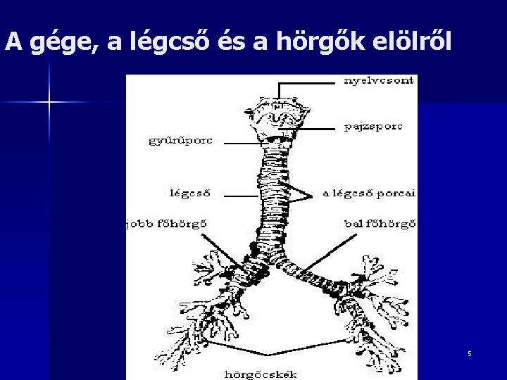 A gége, a légcső és a hörgők elölről 5 