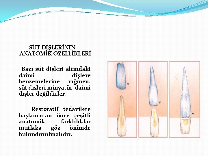 SÜT DİŞLERİNİN ANATOMİK ÖZELLİKLERİ Bazı süt dişleri altındaki daimi dişlere benzemelerine rağmen, süt dişleri