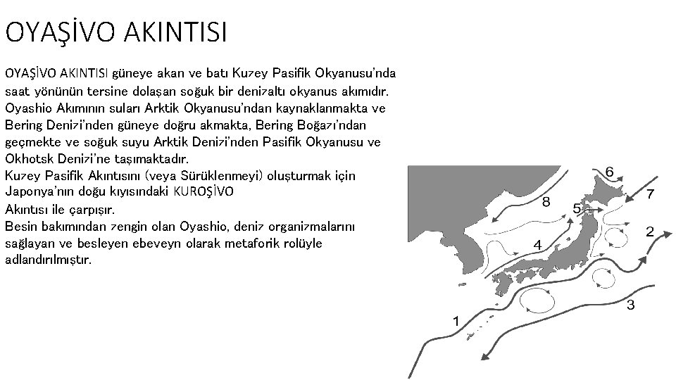 OYAŞİVO AKINTISI güneye akan ve batı Kuzey Pasifik Okyanusu'nda saat yönünün tersine dolaşan soğuk