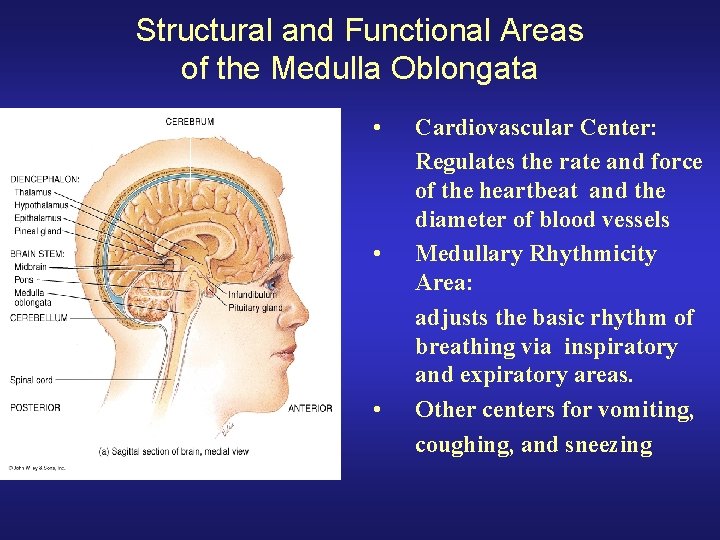 Structural and Functional Areas of the Medulla Oblongata • • • Cardiovascular Center: Regulates