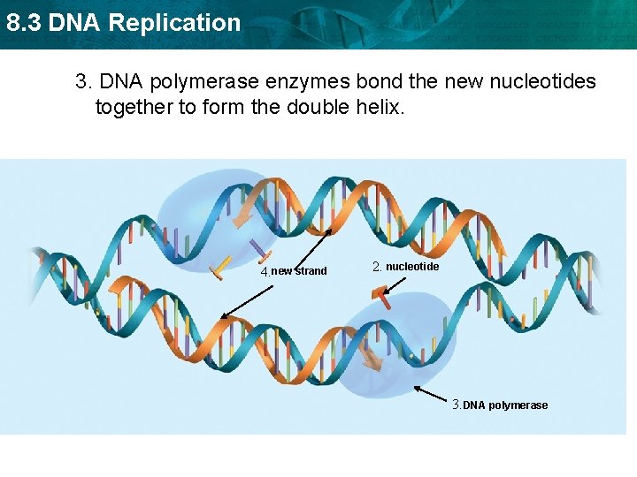 8. 3 DNA Replication 3. DNA polymerase enzymes bond the new nucleotides together to