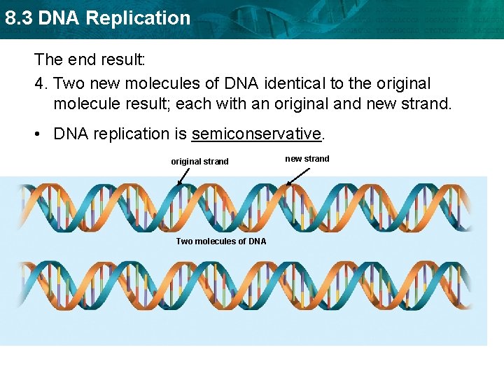 8. 3 DNA Replication The end result: 4. Two new molecules of DNA identical